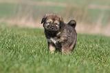 DOGUE DU TIBET 266